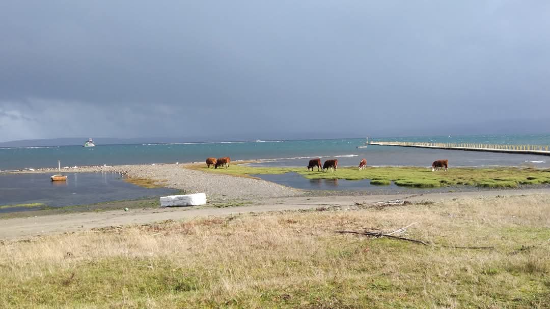 Las Vacas en #Chiloe igual se alimentan a orilla de mar, dándole otro sabor a la carne.