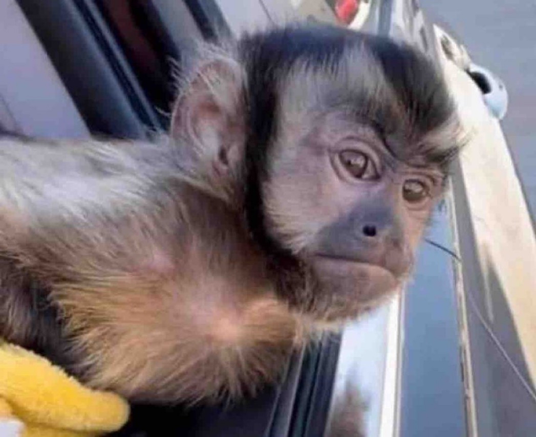 El Guarromántico tweet media