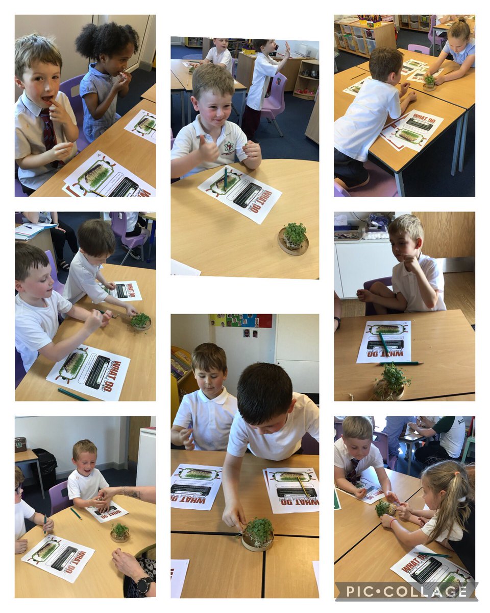 NormanPannellY1's tweet photo. A fantastic Science workshop @fftliverpool. We tried cress and investigated the different parts of a plant. We carried out an experiment to see which conditions the cress will grow better in-we will update you on our findings! π±π¦π§βπΎ
#NPPSScience https://t.co/XLhNuhrvQm