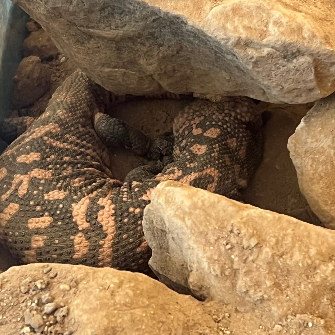 gubagoo's tweet photo. Happy to report that we had an amazing time in Scottsdale for #DMSC25!
On our trip, we...
Unveiled Attribution - our newest feature for Curator! π―
Explored the desert landscape π΅
Met a new friend, possible mascot? π¦ https://t.co/WSR2bDqXrq