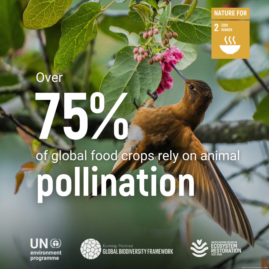 UN Biodiversity (@unbiodiversity) on Twitter photo 🌱 Protecting biodiversity means safeguarding our food systems 🌾
With 5 years left to meet the #GlobalGoals and the targets of the #KMGBF, we must pursue these universal agendas together to achieve harmony with nature and sustainable development.
#BiodiversityDay
<a href="/UNEP/">UN Environment Programme</a> 🌱 Protecting biodiversity means safeguarding our food systems 🌾
With 5 years left to meet the #GlobalGoals and the targets of the #KMGBF, we must pursue these universal agendas together to achieve harmony with nature and sustainable development.
#BiodiversityDay
<a href="/UNEP/">UN Environment Programme</a>