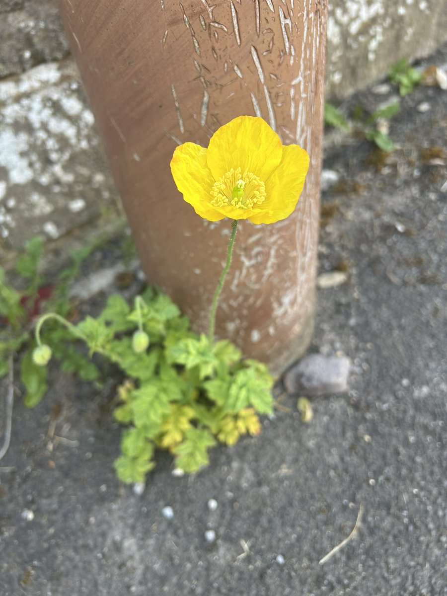 such fragility 
such grace 
beauty embraced 
#sixwords #6words #poetry #micropoetry