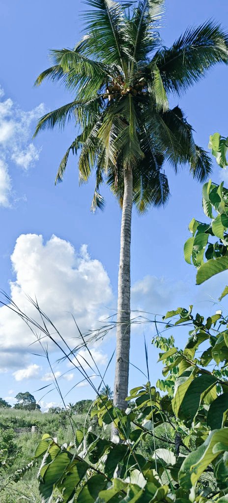 डी सी नेपाल (@dcnepal40) on Twitter photo 