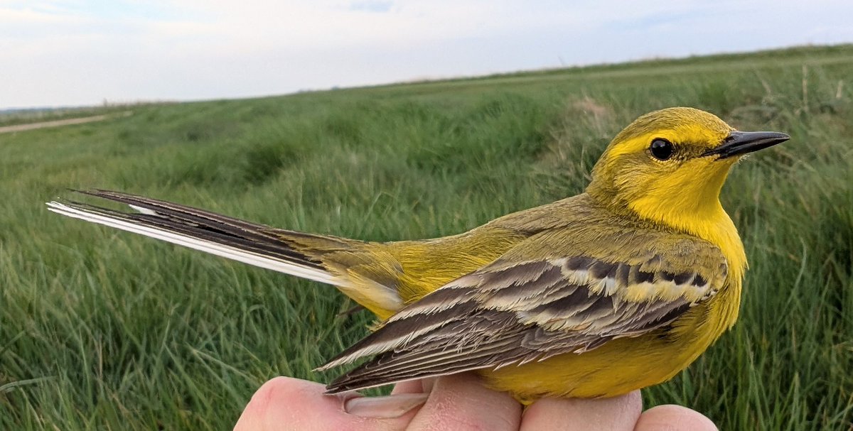 First night of the summer targeting Yellow Wagtails. We saw at least 50 dotted around the landscape. We did very well and ringed 5 of them at two  dewponds. I lobbied for these dewponds to be created so it is great to see them being used.