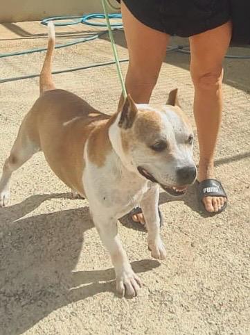 BcfcBenidorm's tweet image. BCFC fans these are tsome of the dogs we foster,please help buy a badge for a fiver when your in benidorm please retweet, cheers guys appreciate it.