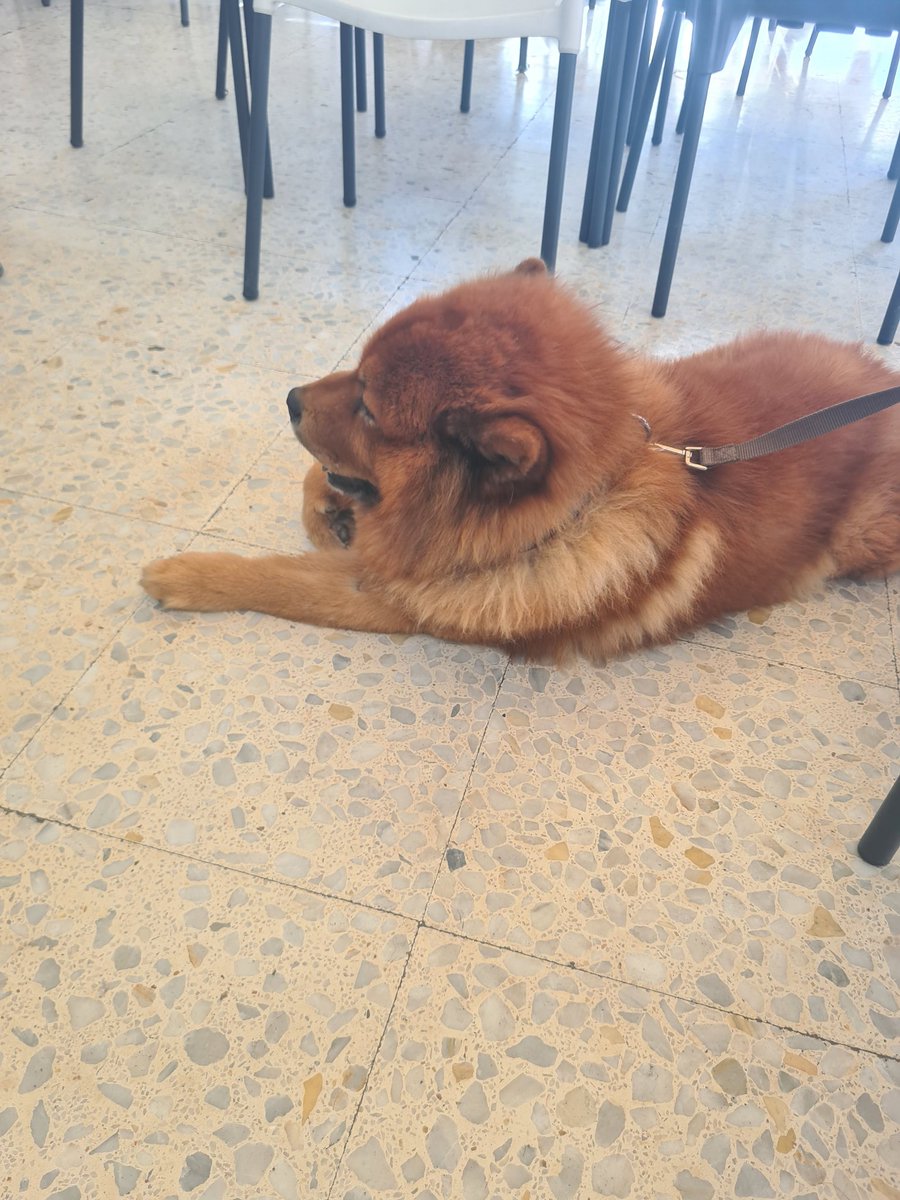 BcfcBenidorm's tweet image. BCFC fans these are tsome of the dogs we foster,please help buy a badge for a fiver when your in benidorm please retweet, cheers guys appreciate it.