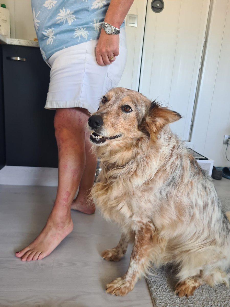 BcfcBenidorm's tweet image. BCFC fans these are tsome of the dogs we foster,please help buy a badge for a fiver when your in benidorm please retweet, cheers guys appreciate it.