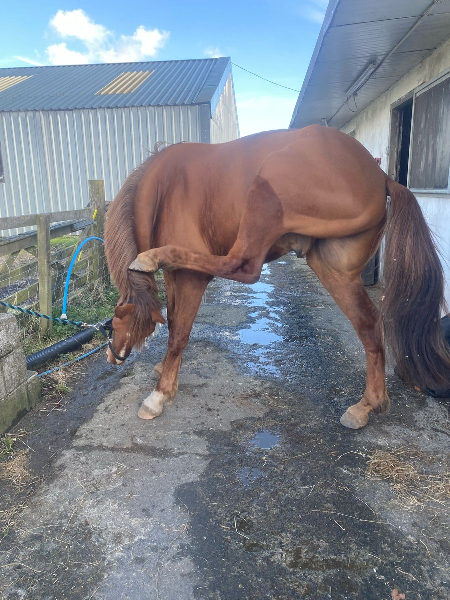 hazel_irving's tweet photo. Has it really only been 4.5 weeks! Cheeky (sweet) boy and a girl with attitude...i mean what else could i ask for. Loving seeing them working together 🐎 https://t.co/DpEnfLa0YO