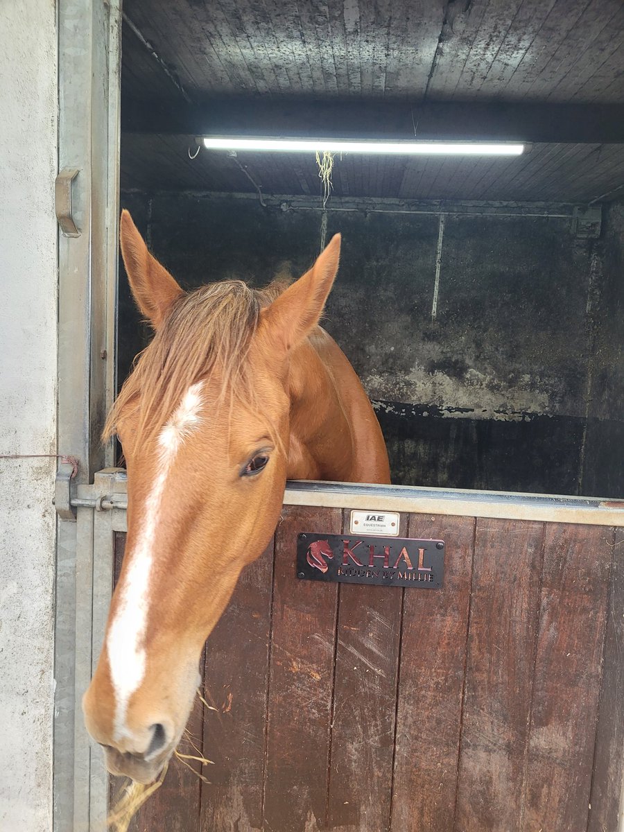 hazel_irving's tweet photo. Has it really only been 4.5 weeks! Cheeky (sweet) boy and a girl with attitude...i mean what else could i ask for. Loving seeing them working together 🐎 https://t.co/DpEnfLa0YO