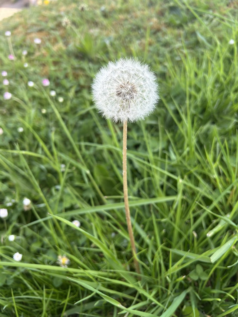 dandelion clock 
what’s the time?  
puff away 
it’s fine! 

#micropoetry #poetry