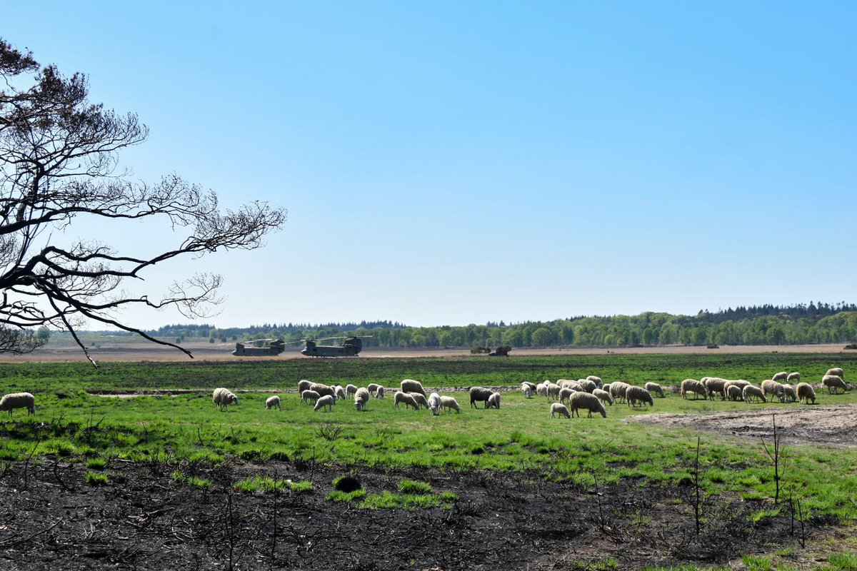 Nu al begrazing verbrande perceel nodig.
