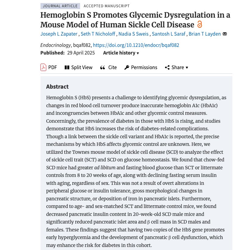 UIC Diabetes Center (@diabetes_uic) on Twitter photo New research article published by Dr. Layden's lab in #Endocrinology <a href="/TheEndoSociety/">Endocrine Society</a>
Dr. Zapater used Townes mouse model of #sickle cell disease to show that "that having two copies of the #Hemoglobin S gene promotes early #hyperglycemia and the development of pancreatic β cell New research article published by Dr. Layden's lab in #Endocrinology <a href="/TheEndoSociety/">Endocrine Society</a>
Dr. Zapater used Townes mouse model of #sickle cell disease to show that "that having two copies of the #Hemoglobin S gene promotes early #hyperglycemia and the development of pancreatic β cell
