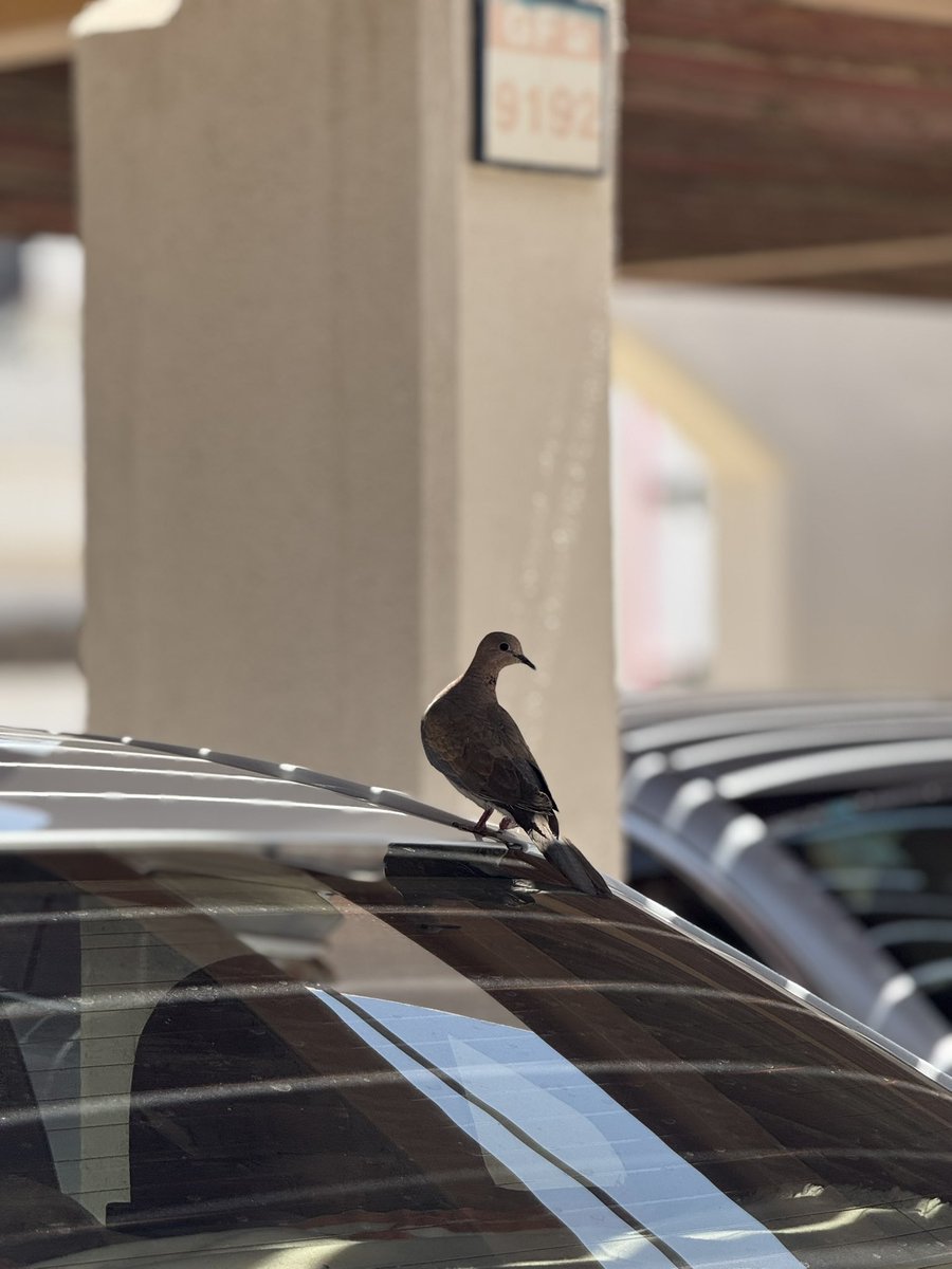 حسن عبدالله | Designer tweet media