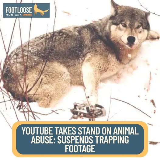 BanKillContests's tweet photo. MONTANA: #HB259 would allow thermal and infrared scopes for trapping (a form of night hunting) and UNLIMITED WOLF HARVESTS per license.
#HB554 would strip wolves of game-animal status, LETTING LANDOWNERS KILL WOLVES ON SIGHT WITHOUT OVERSIGHT.
Tell @GovGianforte to VETO both! https://t.co/5g4XkKZDQO