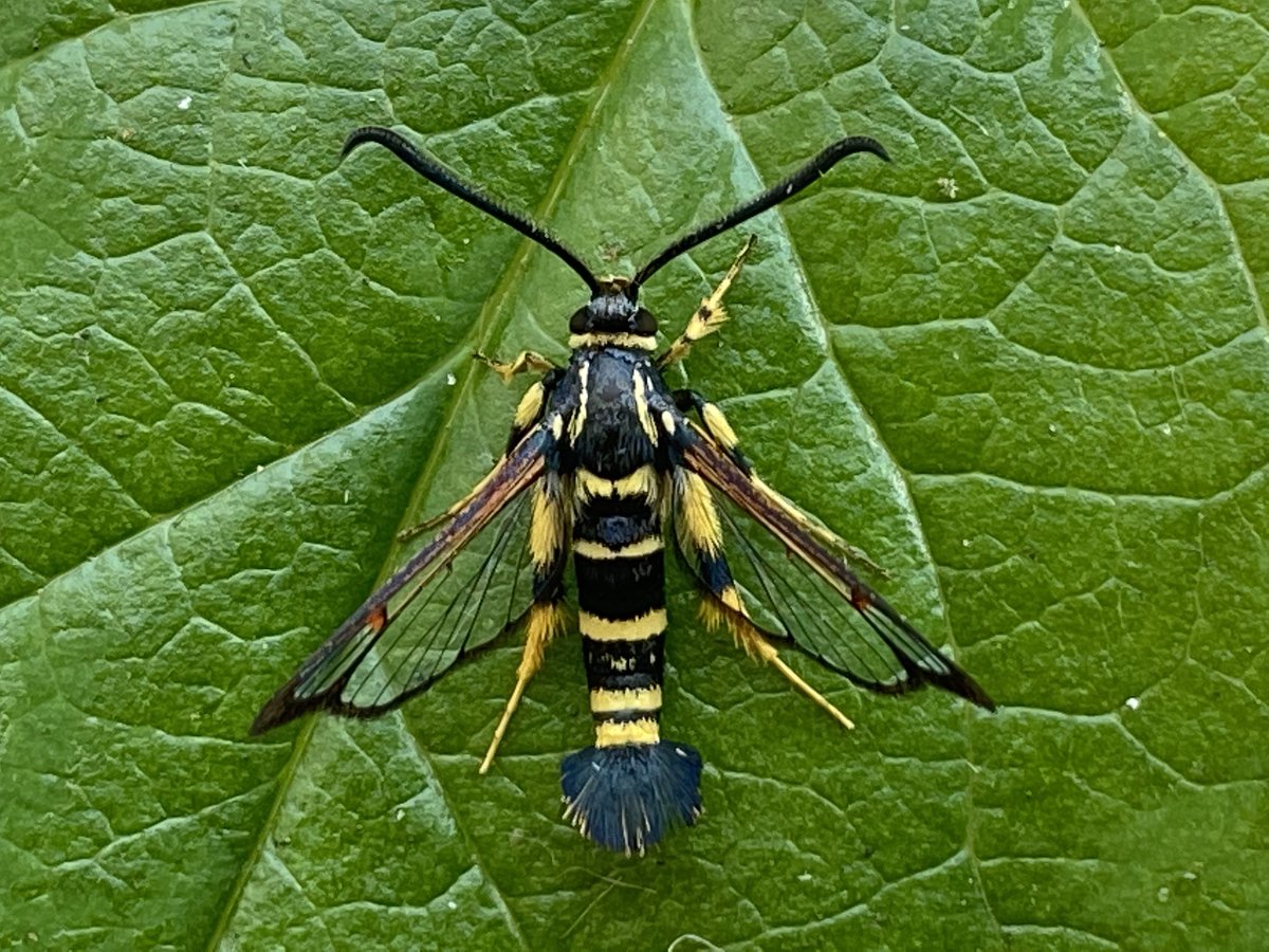 MothTrapper48's tweet image. Yellow-legged Clearwing, Synanthedon vespiformis, to a VES pheromone lure this afternoon. North-east Norfolk. #moths