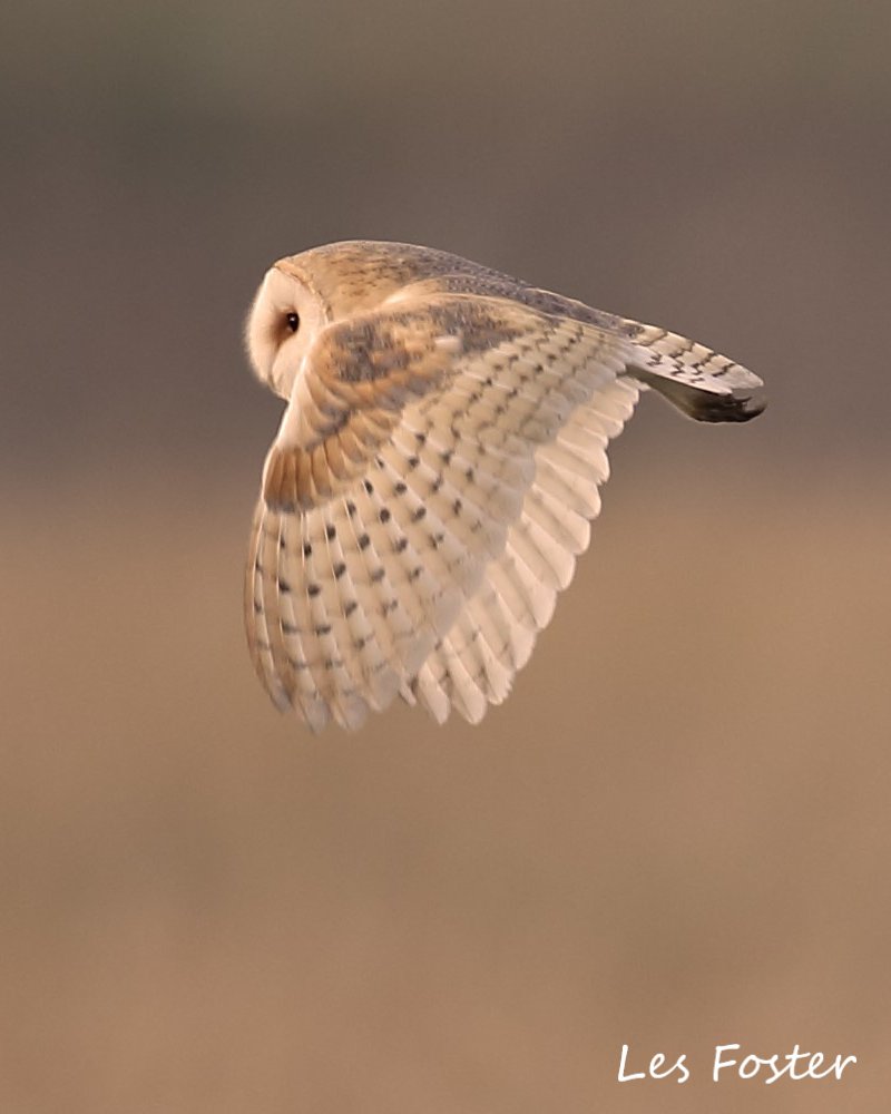 Are you a Barn Owl beginner? 🦉 Discover some fun facts here 🔎 barnowltrust.org.uk/barn-owl-facts/

✨ Our website is an encyclopedia of information! 💻📖

If you are looking for professional training 🤩👇
barnowltrust.org.uk/about-the-barn…