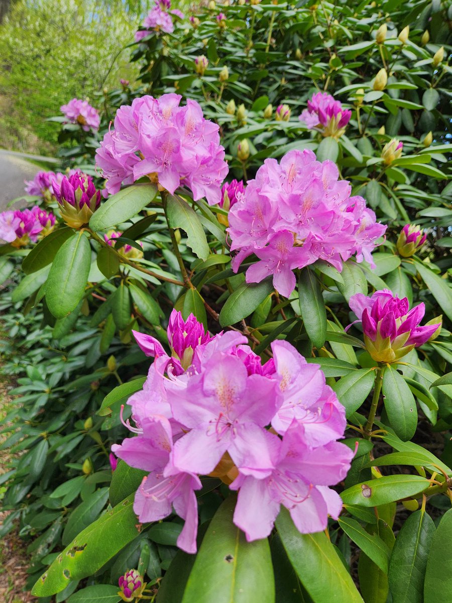 So <a href="/firejohn78/">John Benson</a>, happy first day of May. How do you like my mountain flowers?