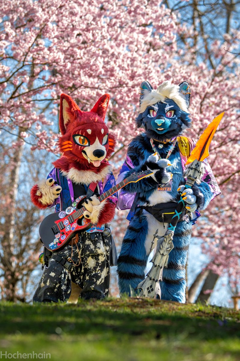 Hochenhain's tweet image. The Palamutes and Palicos grow up so fast 🤣
@fritzicato  @ashtheguitarwolf
#furry