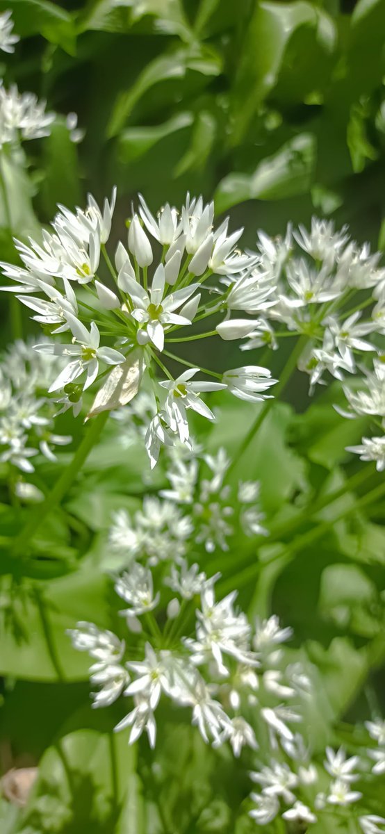 bioklamotte's tweet photo. #garten #wald #schoenes #nature 💚 https://t.co/KZOp9d38MK