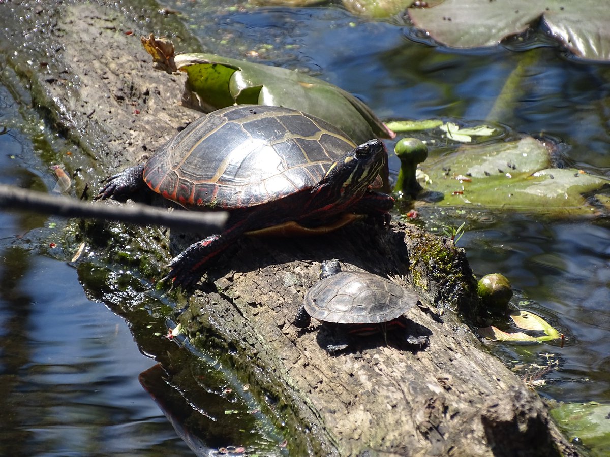 It's turtle time at Wildwood!

Be careful when driving around the parking lots, watch for turtles crossing the roadways!

📸: Marcia Parker

#turtles #turtlepower #turtlecrossing🐢