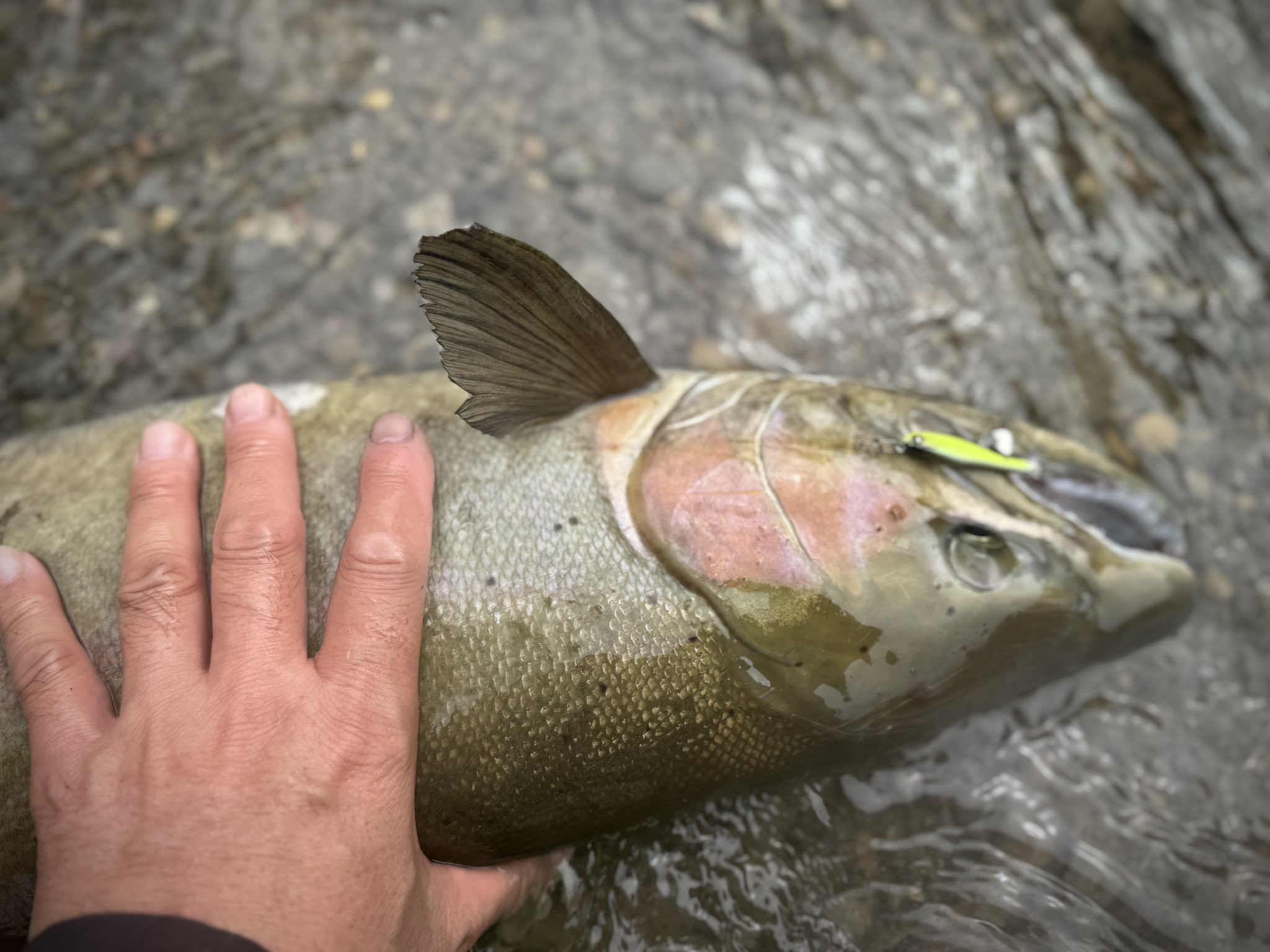 Nishine Lure Works (@Beatour27) / X Nishine Lure Works (@Beatour27) / X