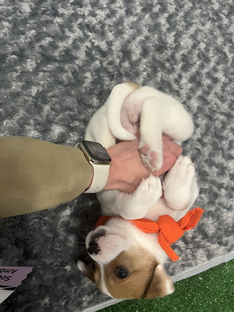 Stepped out for a moment to enjoy the puppy zone—such a fun way to relax and recharge with colleagues in between great sessions. Of course my favorite #SCAI2025 #PuppyTherapy  <a href="/SCAI/">SCAI</a> #SCAIWIN #WIC  #JSCAI #Cardiology #ACCWIC #ACCFIT