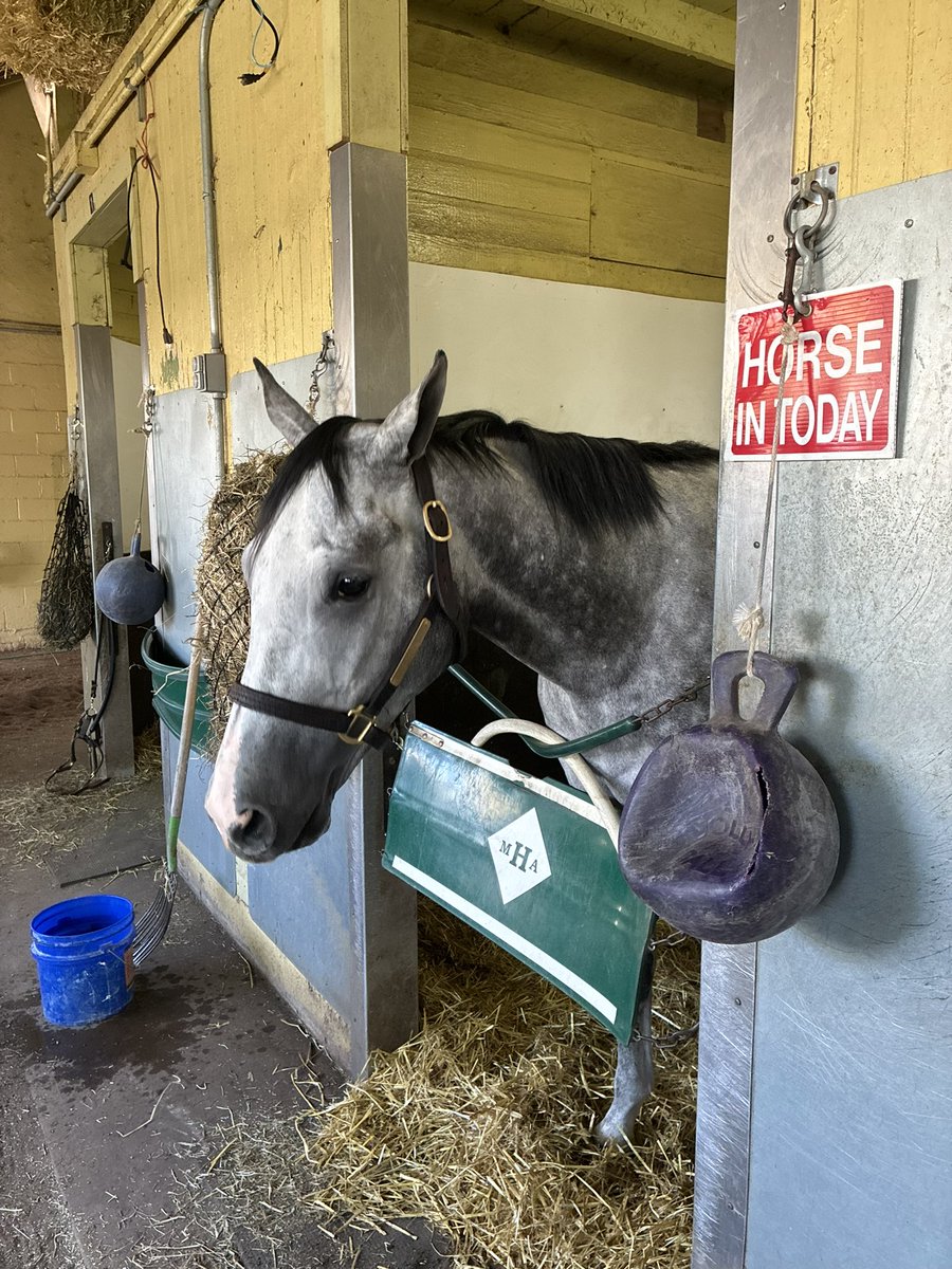 Little Blue Bird Stables (@lbbstables) on Twitter photo Our big gray, WHITBY, is back in action at the Big A after a bit of a layoff. Happy to have <a href="/romeronlsa/">Romero Maragh</a> back aboard. Best of luck to our Partners! Our big gray, WHITBY, is back in action at the Big A after a bit of a layoff. Happy to have <a href="/romeronlsa/">Romero Maragh</a> back aboard. Best of luck to our Partners!