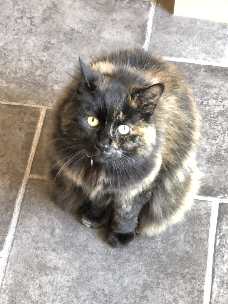 shaunyoung_'s tweet photo. @Hedgewatchers I think somehow our girl Hetty has been secretly communicating with Lady J & Speedy, teaching them the โAre you going to feed me?!โฆโ lookโฆ.๐ฑโก๏ธ๐ฑโก๏ธ๐ข๐ข๐ #HettyTeachesLadyJandSpeedy #FeedMeLook #Hedgewatch https://t.co/yp8oIUvy6k