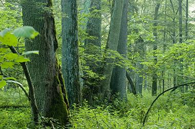 MUExtAgEnviron's tweet image. MU Extension’s Women Owning Woodlands would like to invite you on a hike to learn about identifying trees in the springtime! Join them on May 10 in Hillsboro for a great time! extension.missouri.edu/events/spring-…