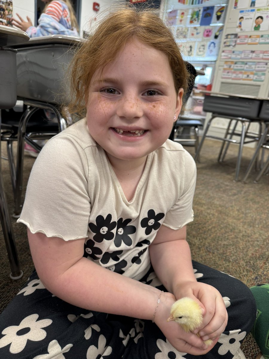 Dana Clingingsmith (@dclingingsmith1) on Twitter photo We have been taking care of eggs the past three weeks in the incubator. Yesterday was a very exciting day as 17 chicks hatched!! Today we got to hold them and there were many smiles! ๐ฅ #fabulousfirsties #embryologyproject #theyhatched <a href="/VV_Voyagers/">VV Voyagers</a> We have been taking care of eggs the past three weeks in the incubator. Yesterday was a very exciting day as 17 chicks hatched!! Today we got to hold them and there were many smiles! ๐ฅ #fabulousfirsties #embryologyproject #theyhatched <a href="/VV_Voyagers/">VV Voyagers</a>