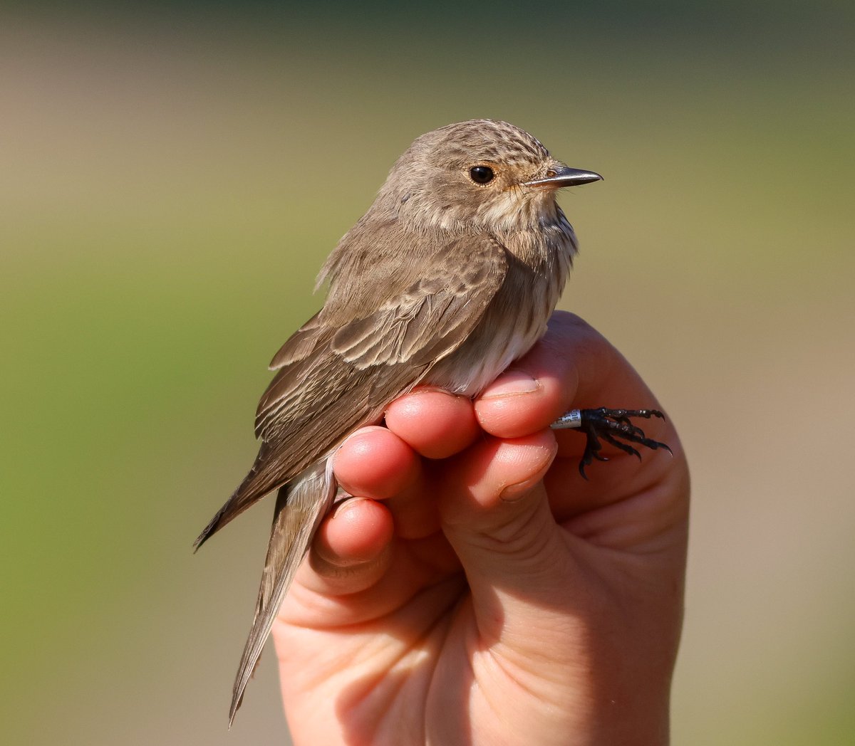 First Spotted Flycatcher of the year trapped on the Calf this morning had a Norwegian ring!! This is only the 2nd Norwegian Spot Fly to be recovered in the UK following one in 1992 on North Ron with only three UK ringed birds from North Ron/Isle of May being recovered in Norway!!