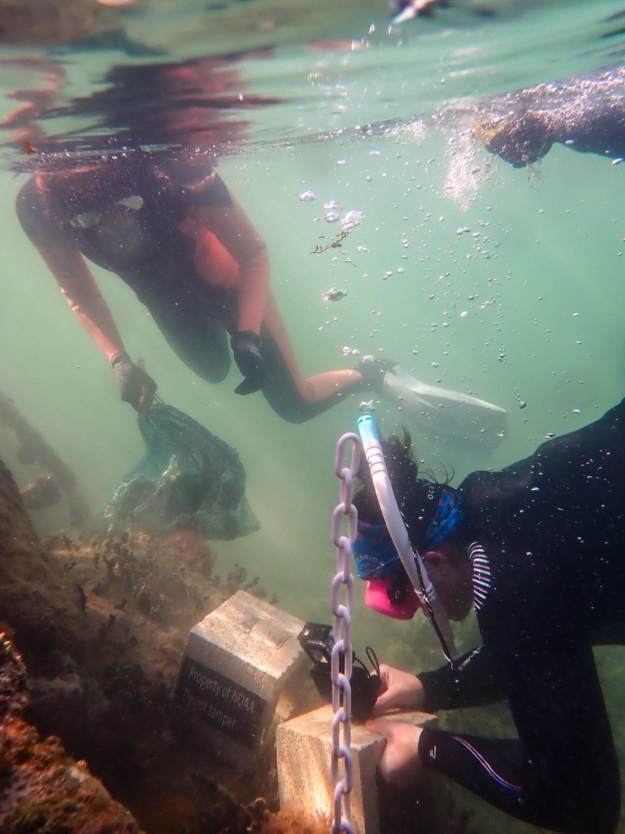 NOAA_AOML's tweet image. As the sun set over Miami on April 23rd, AOML & CIMAS scientists got what they’d waited nearly 3 years for: urban coral spawning. Not in the field—but in a hatchery! These resilient urban coral babies could be key to reef restoration.