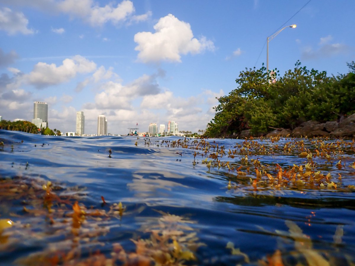 NOAA_AOML's tweet image. As the sun set over Miami on April 23rd, AOML & CIMAS scientists got what they’d waited nearly 3 years for: urban coral spawning. Not in the field—but in a hatchery! These resilient urban coral babies could be key to reef restoration.