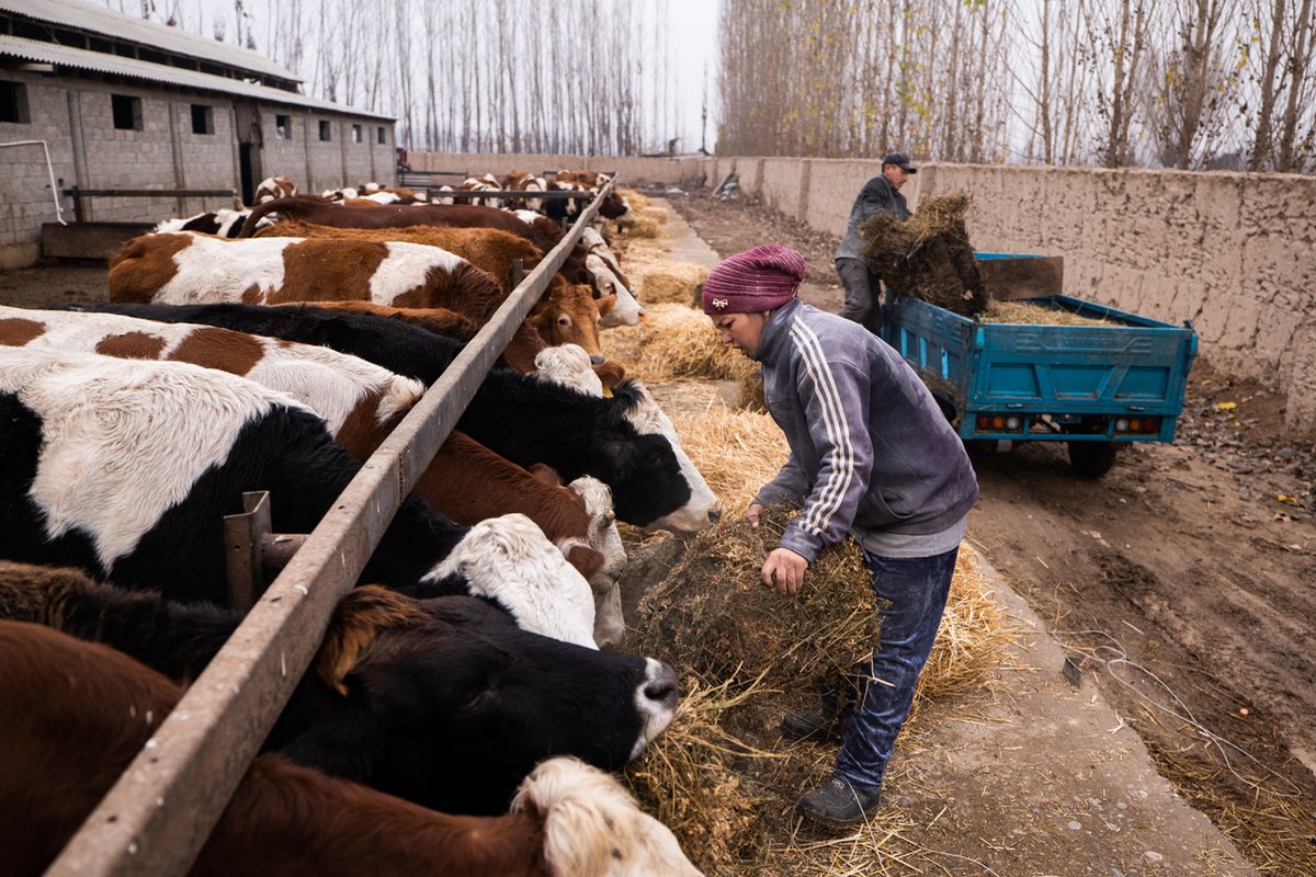 The International Fund for Agricultural Development (IFAD) and the government of Uzbekistan recently launched a new investment worth US$47.4 million that will target vulnerable dairy farmers. 

Continue reading here: bit.ly/434XzC2

#dairy #dairyindustry #news #business