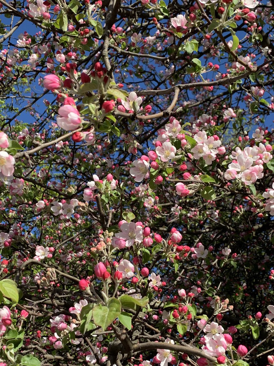 MMeistere's tweet image. #ziedonis #maijs #ābele