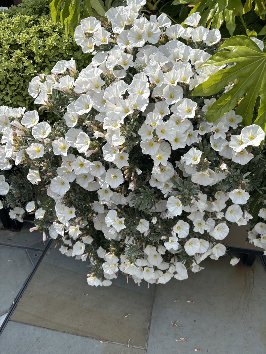Best Convolvulus cneorum I’ve ever seen- in a planter outside a bar!