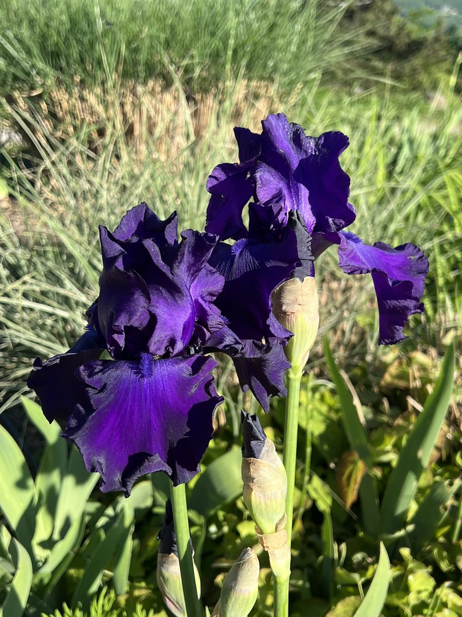 Happy May Day!  Each year for the last few years I have posted #anirisaday4May - photos of the irises in our collection to spread a little joy.  This year they will only be on the instagram account for our little Iris nursery (@irisumbria) but here is one Iris to cheer your day.