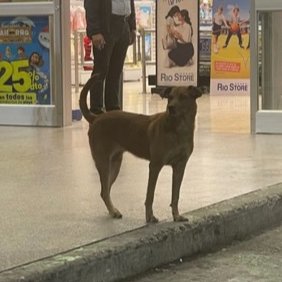 AlertaMePerdi's tweet photo. #ENCONTRADA #GUAYAQUIL
Fecha: 30/04/25
Sector: Norte, Comisariato de las Orquídeas
Sexo: Hembra
Raza: Mestiza
Obsv.: Pelaje color beige
Contacto: 0991702393
¡Ayúdala a volver con su familia!
#AlertaMePerdí https://t.co/6UHP7XS4aj