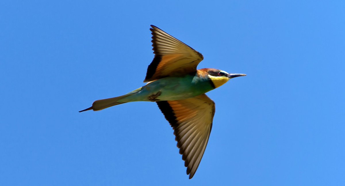 Lovely day on the marismas of #Trebujena  #Cadizprovince . Slender-billed Gull, Night Heron, Marbled Duck and a beautiful group of Bee-eater.