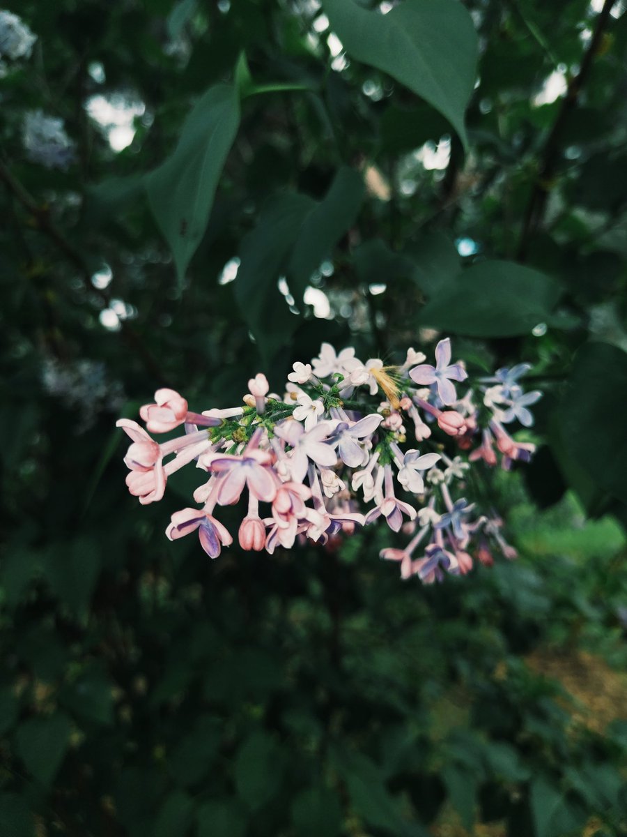 Rubenpm12_'s tweet photo. Más 🌷🌸 https://t.co/wPdtgM1IAE