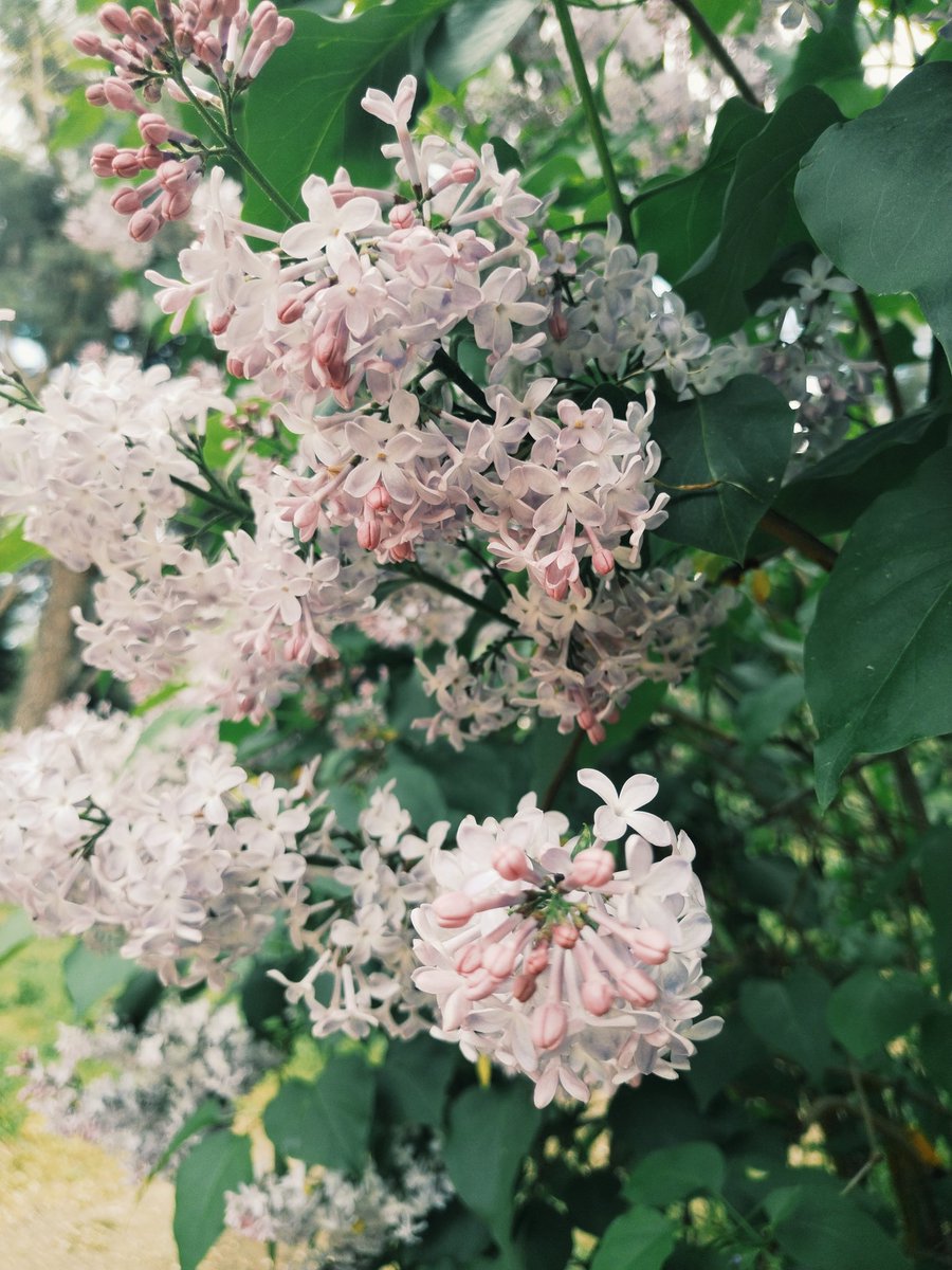 Rubenpm12_'s tweet photo. Más 🌷🌸 https://t.co/wPdtgM1IAE