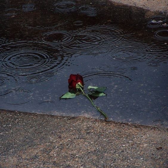 pirsadeghy's tweet image. اما گاهی اوقات، زندگی کردن
از شلیک به خود، شهامتِ بیشتری میطلبد...