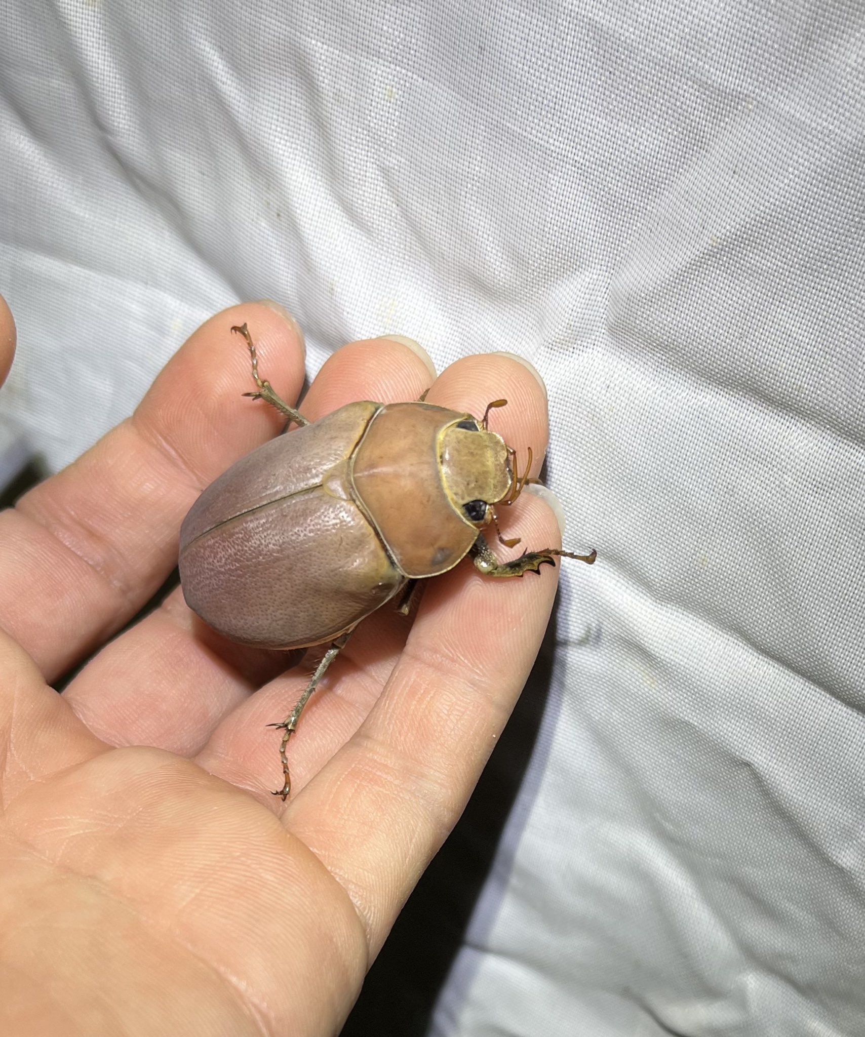 ☆昆虫標本☆【オスモウサンコガネ】 ライオンコガネ標本