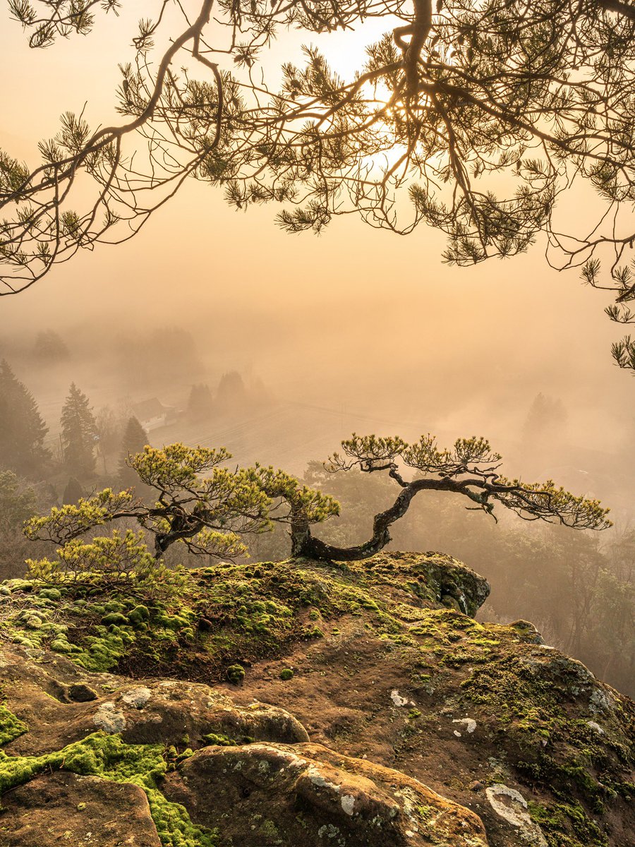 CedricSchell's tweet image. Levers de soleil brumeux 🥰