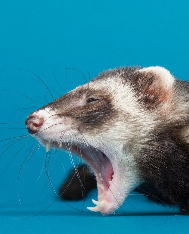 Ferret Every Hour tweet media