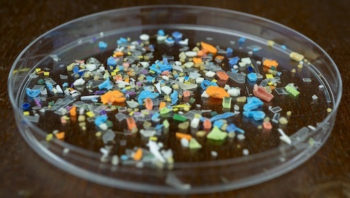 Neurology Today (@neurologytoday) on Twitter photo Researchers found high concentrations of microplastics in the brain—small enough to cross the blood-brain barrier—using transmission electron microscopy. This discovery raises important questions about neurological health. <a href="/unmcop/">UNM College of Pharmacy</a> @AANMember
hubs.ly/Q03kCwb_0 Researchers found high concentrations of microplastics in the brain—small enough to cross the blood-brain barrier—using transmission electron microscopy. This discovery raises important questions about neurological health. <a href="/unmcop/">UNM College of Pharmacy</a> @AANMember
hubs.ly/Q03kCwb_0