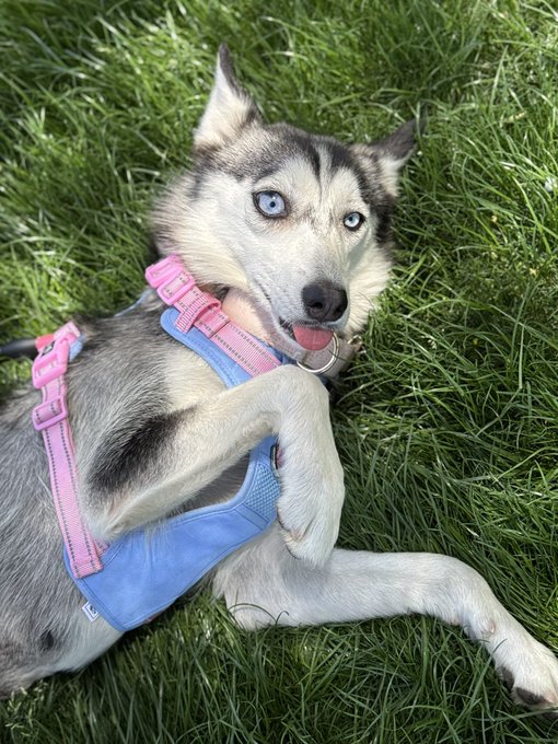 Birdie is our wee foster baby and she's looking for her forever family! 💜 https://t.co/NgC1e8C2Eb<a href="/tag/starwarscelebrationjapan"class="tags"><span>#starwarscelebrationjapan</span></a>