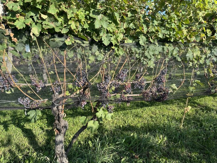 FWT Magazine tweet media