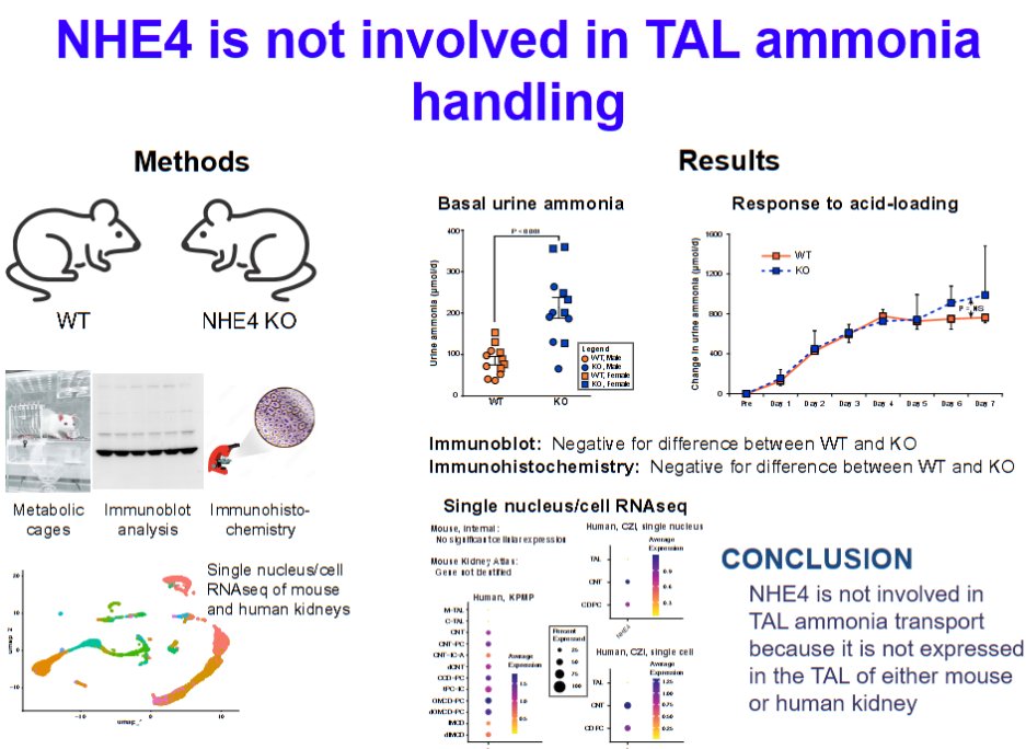 AJP Renal (@ajprenal) on Twitter photo It's an amazing collab between <a href="/UFMedicine/">UF Medicine</a> <a href="/CVMResearch/">NCSU CVM Research</a> and <a href="/uabmedicine/">UAB Medicine</a> in today's #ArticleinPress, Lack of a role of NHE4 in renal ammonia #metabolism (Hyun-Wook Lee et al.):
ow.ly/o6an50VKvAu It's an amazing collab between <a href="/UFMedicine/">UF Medicine</a> <a href="/CVMResearch/">NCSU CVM Research</a> and <a href="/uabmedicine/">UAB Medicine</a> in today's #ArticleinPress, Lack of a role of NHE4 in renal ammonia #metabolism (Hyun-Wook Lee et al.):
ow.ly/o6an50VKvAu
