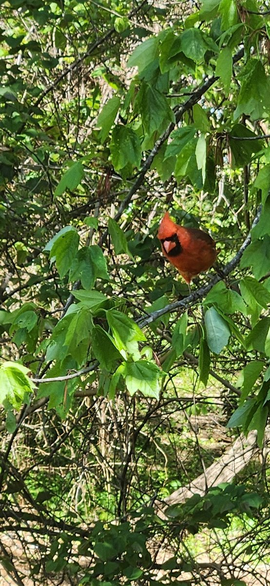 Birb! Eekkk Eekkk chatter chatter eek